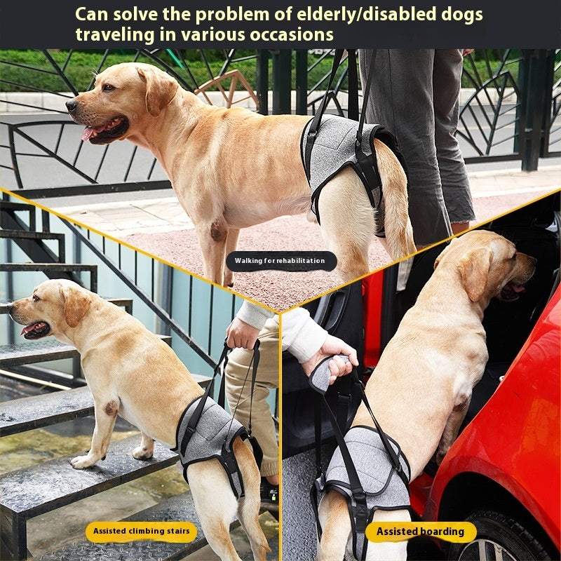 Sangle auxiliaire pour chien âgé de type dos